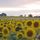 Sunflowers 2.thumb